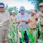 Bupati Barru Lakukan Panen Jagung di Desa Balusu