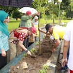 Tabebuya Hiasi Kota Barru: Wujud Nyata Komitmen Pemkab terhadap Lingkungan